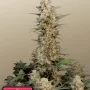 Cannabis seeds Original AUTO CRITICAL from Fast Buds